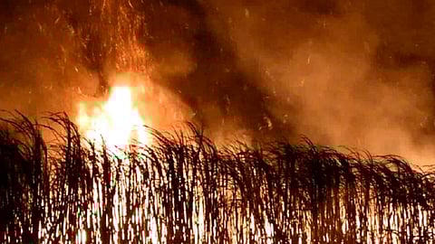 sugarcane