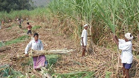 sugarcane-harvest.jpg