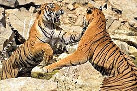 The Struggle For The Tiger's Territorial Fight