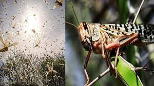 सावधान...टोळधाड खानदेशच्या वेशीवर; शेतकऱ्यांनो, अशी घ्या काळजी! 