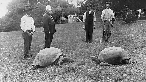 tortoise jonathan