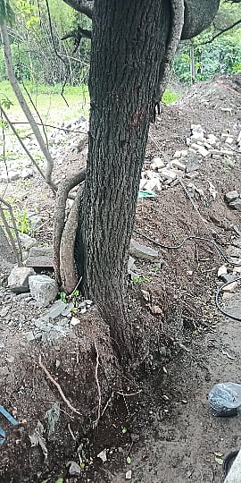 tree1.jpeg