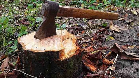 महागृहनिर्माण प्रकल्पासाठी 103 झाडांचा बळी 