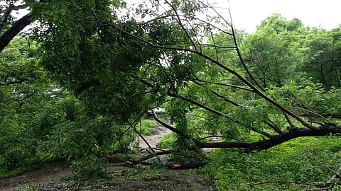 tree-fallen.jpg