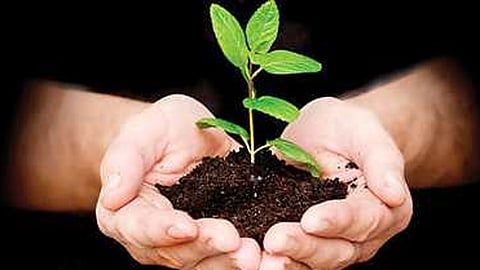 वृक्ष लागवड योजनेचा बोजवारा 