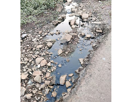 कुरकुंभ परिसरात केमिकलमिश्रीत पाणी पिऊन 11 मेंढ्यांचा मृत्यू 