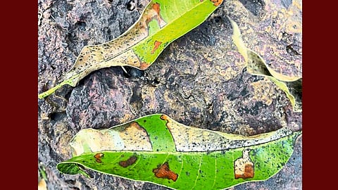 Attack of red spider on mango in Konkan