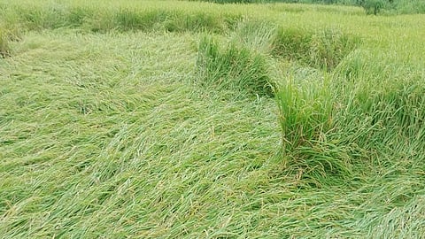 परतीचा पाऊस भातशेतीच्या मुळावर; सलग तिसऱ्या वर्षी भातशेतीचे प्रचंड नुकसान