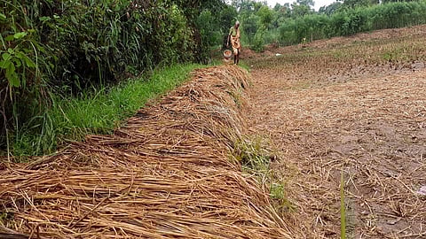 रायगड जिल्ह्यातील शेतकऱ्यांच्या तोंडचे पाणी पळाले; अवकाळी पावसामुळे उत्पन्न 40 टक्के घटण्याची भीती