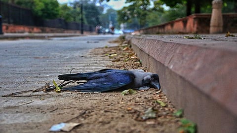 Birds Flu | मुंबईत कावळे-कबूतरांच्या मृत्यूच्या घटना; मात्र कोंबड्यांची माहितीच नाही