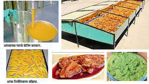 आंब्यावरील प्रक्रिया अन् साठवण