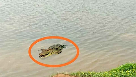 पन्हाळा तालुक्यात कासारी नदीत मगरीचे दर्शन 