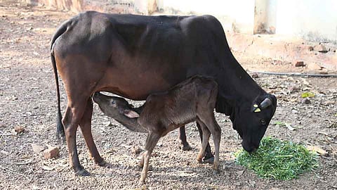 कोकणातील देशी गायींची  ‘कोकण कपिला’ नावाने नोंदणी