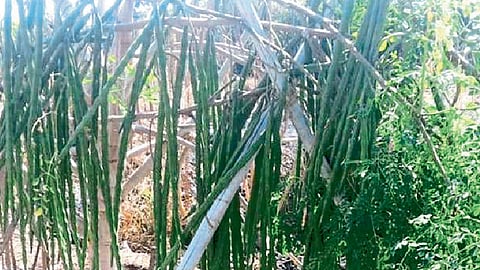 शेवग्यापासून बनवा विविध मूल्यवर्धित पदार्थ