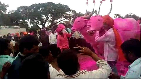 अबब ! संकेश्वर बाजारात बैलजोडीची किंमत चक्क सात लाखांवर