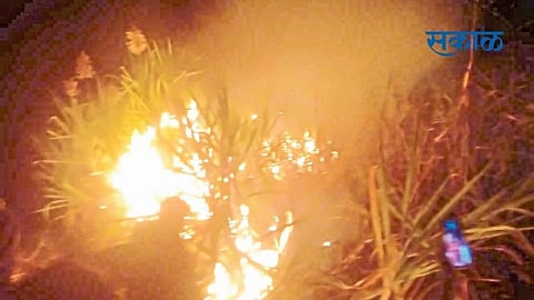 7 acres of sugarcane destroyed