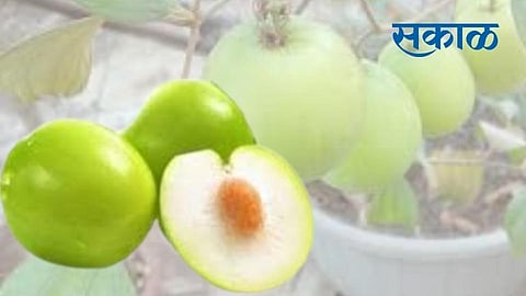 Apple Bore is very beneficial for health