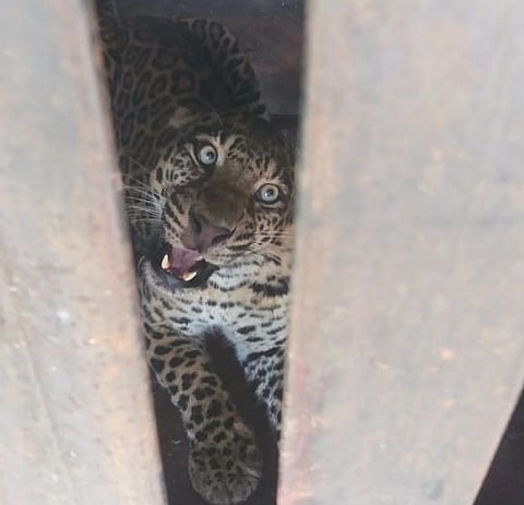 The leopard that created panic in Rajegaon is finally in a cage