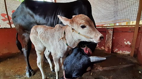 Calf