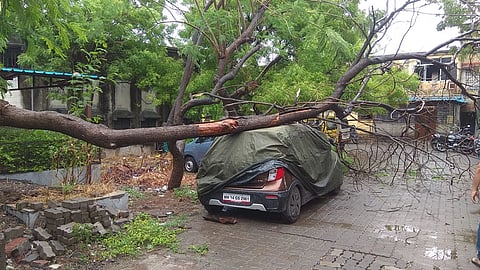 Nisarg Cyclone : तब्बल 110 झाडं कोसळली एका दिवसात!