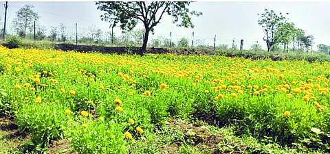 nagbhid flower crop