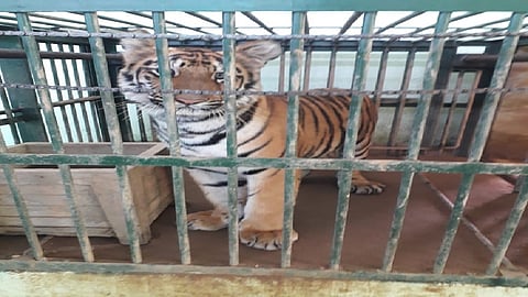 सुलतान वाघासाठी चंद्रपूरहून ११ महिन्यांची वाघीण मुंबईत दाखल