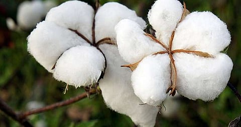 Cotton prices will rise