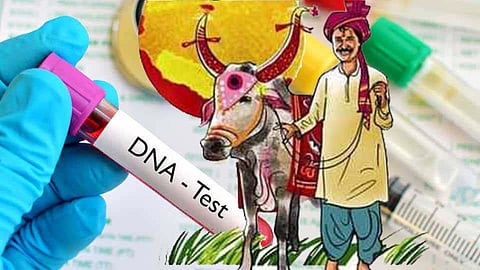 Akola Buldana News: DNA test of bull will be held due to property dispute