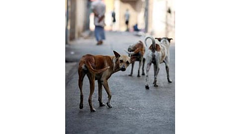 Video : ...यामुळे भटकी कुत्री होताहेत आक्रमक!