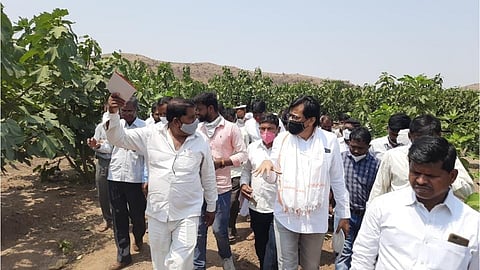 Efforts have been initiated to encourage the cultivation of fig orchards in Jamkhed..jpg