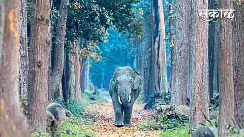 दुधवाच्या तराईच्या जंगलातला हत्ती (छायाचित्र : विनित अरोरा)