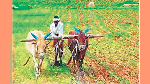 Farmer