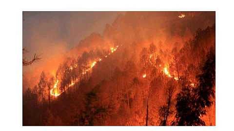 Forest fire cases reduce in kalsubai harishachandrgadh 