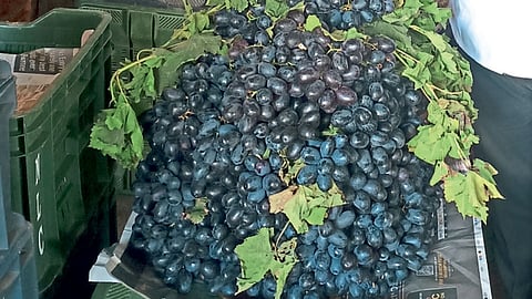 Grapes