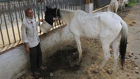 लॉकडाऊन असल्याने घोड्यांचीही होतीये उपासमार...