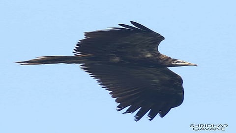 पालघरमध्ये इजिप्शियन गिधाडाचे दर्शन