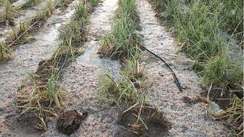 In Ahmednagar district, rains are causing severe damage to crops.jpg