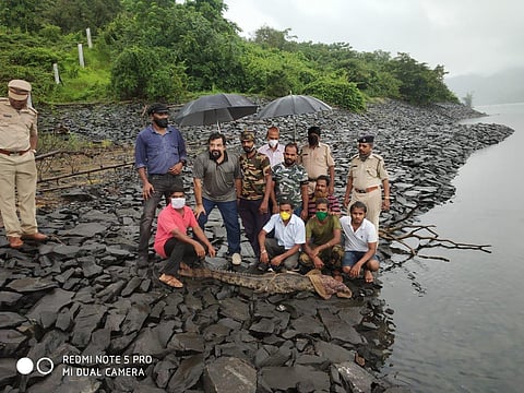 saved the crocodile in maneri konkan sindhudurg
