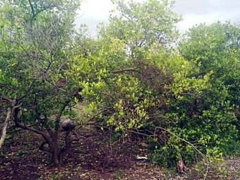Large losses to lemon growers due to heavy rains