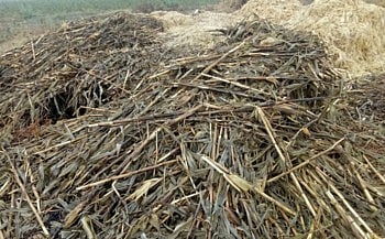 due to unseasonal rains