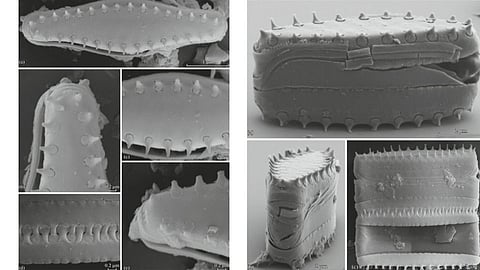 New species of algae found in Powai Lake Research done by Agharkar Institute Pune