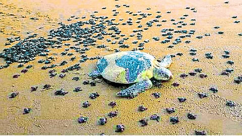Olive-Ridley-turtle