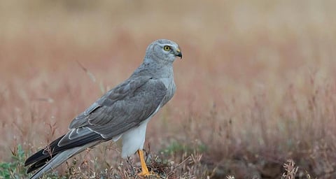 पक्षीप्रेमींसाठी आनंदाची बातमी.. सोलापुरात होणार 34 वे पक्षी संमेलन 