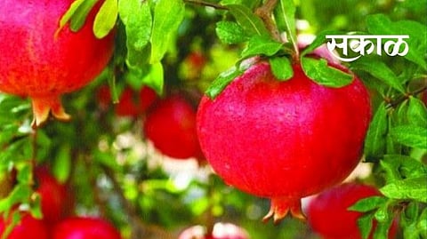 pomegranate