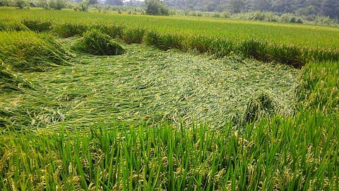 Video : परतीच्या पावसाचा तडाखा! जावळीत भात शेतीचे नुकसान