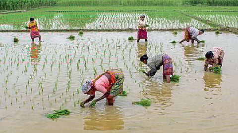 Rice-farming