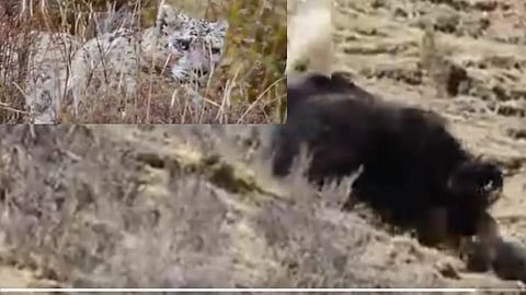 शेवटी आईच 'ती'; बाळाला वाचवण्यासाठी बिबट्यासोबत केली झटापट