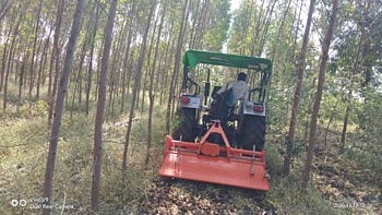 निलगिरी झाडांची लागवड फायदेशीर, मिळणार लाखोचे उत्पन्न ! 