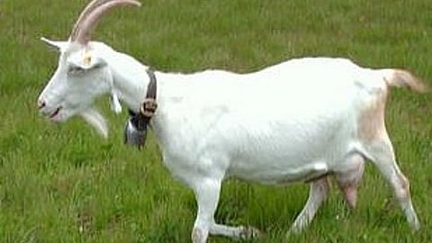 sanen sheep maharashtra 5 to 12 litre milk