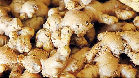 Ginger growers in crisis due to low prices; Very few new plantings